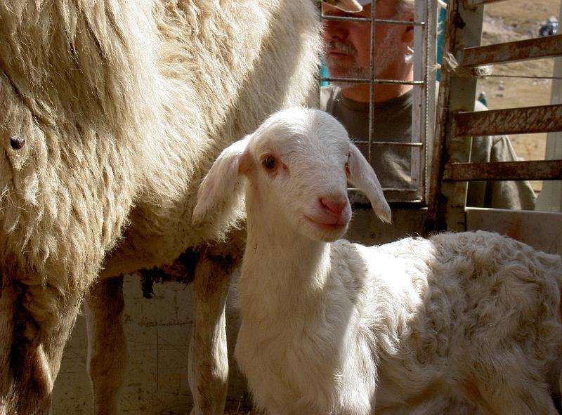 Castelluccio 2008_008.jpg